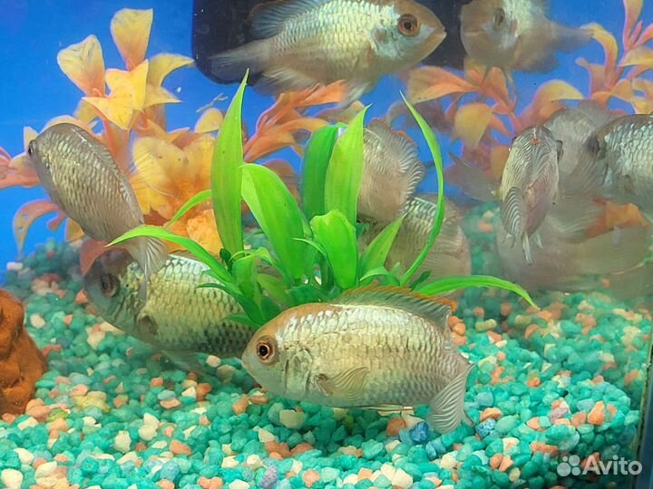 Аквариум 33л нанакары можно отдельно