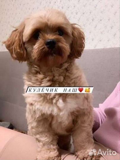 Мальтипу вязка