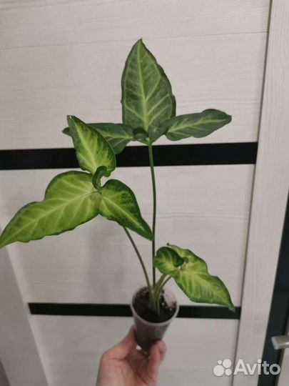 Сингониум Spear Point