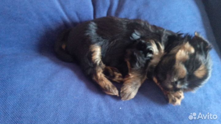 Маленькая собака