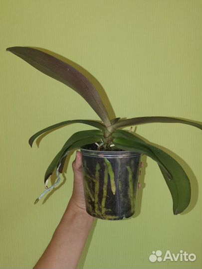 Орхидея фаленопсис парфюмерная фабрика