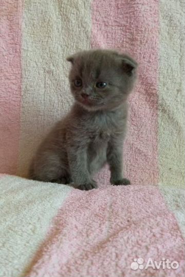 Котята в добрые руки бесплатно