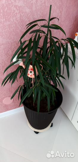 Комнатный цветок, фикус али