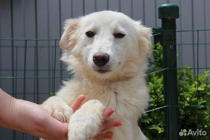 Отдам в добрые руки