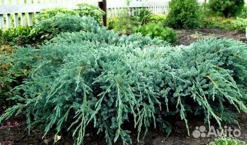 Можжевельник горизонтальный Blue Carpet