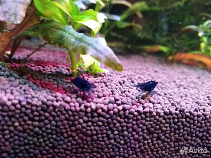 Аквариумные рыбки