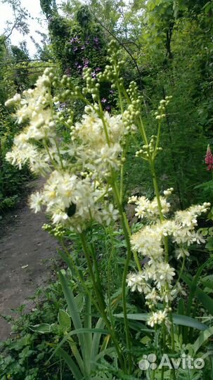 Лекарственные растения