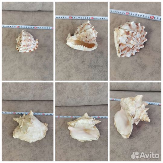Коллекционные морские ракушки