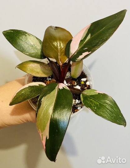 Филодендрон розовая принцесса