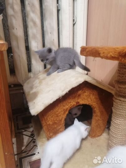 Британские котята