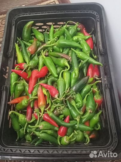 Перец очень острый, сорт Абхазия