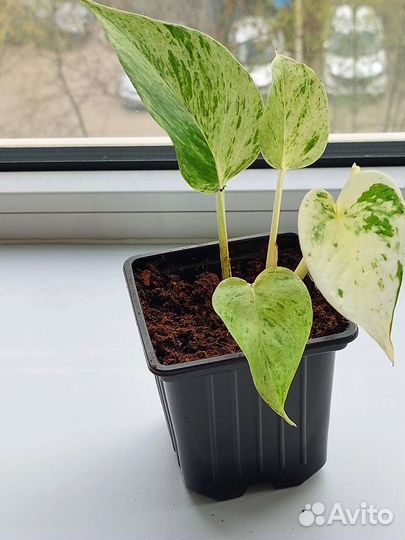 Сциндапсус Марбл Квин