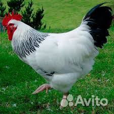 Петух Адлерский серебристый