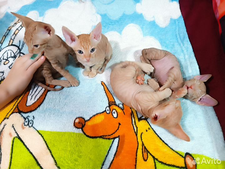 Донской сфинкс браш котята
