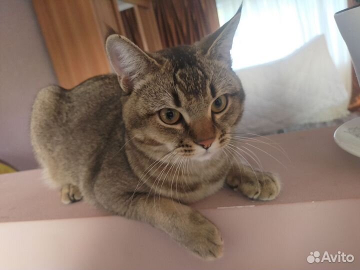 Кот