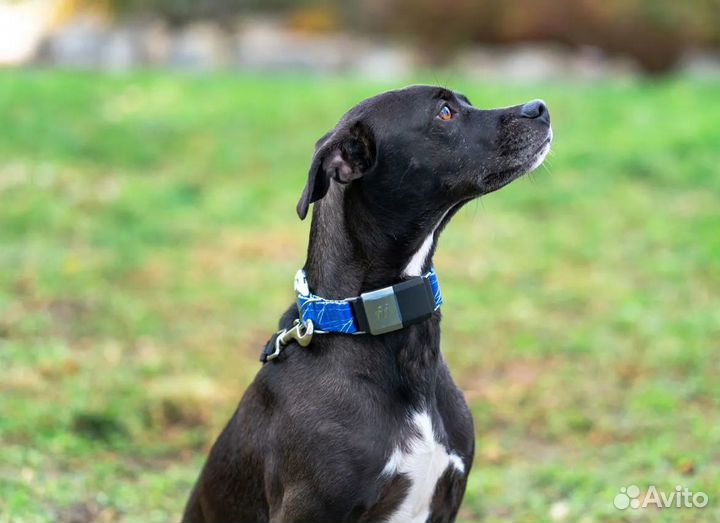 Электронный ошейник для собак