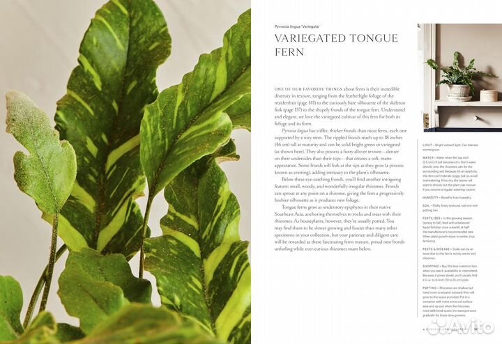 Terrain: The Houseplant Book. Выращивание растений