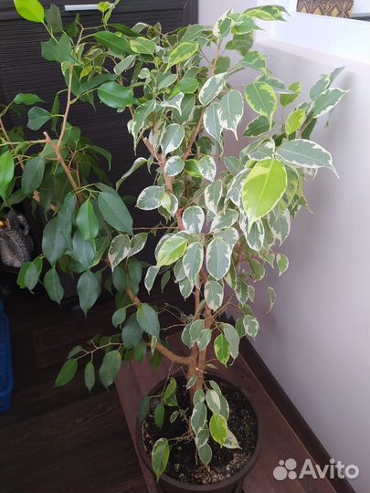 Фикус бенджамина большой