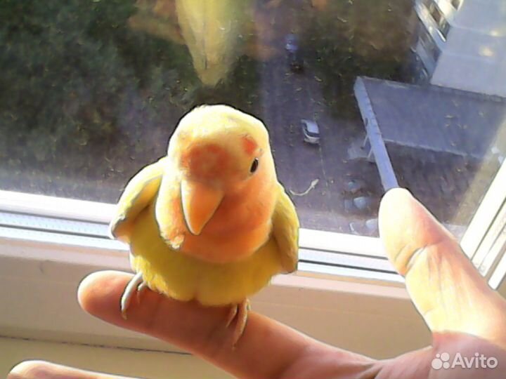 Реально ручные попугаи выкормыши