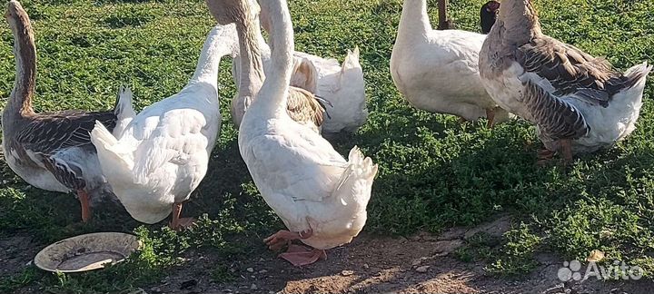 Гуси холмагоры