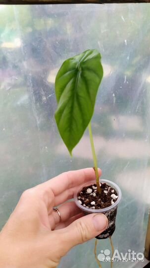 Алоказия разные виды