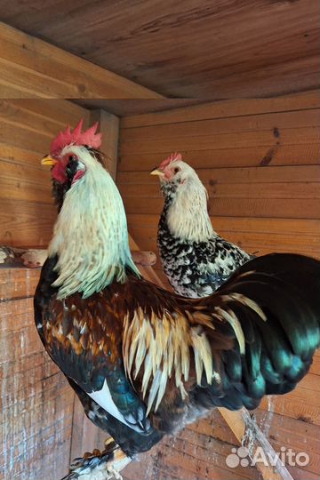 Петух не для супа