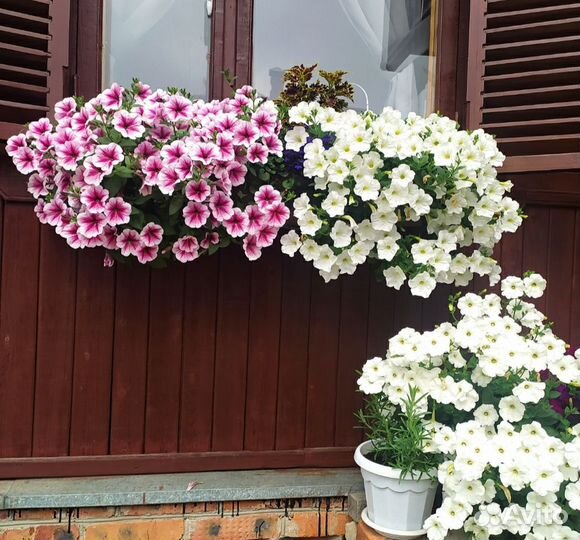 Рассада петуний и гацаний