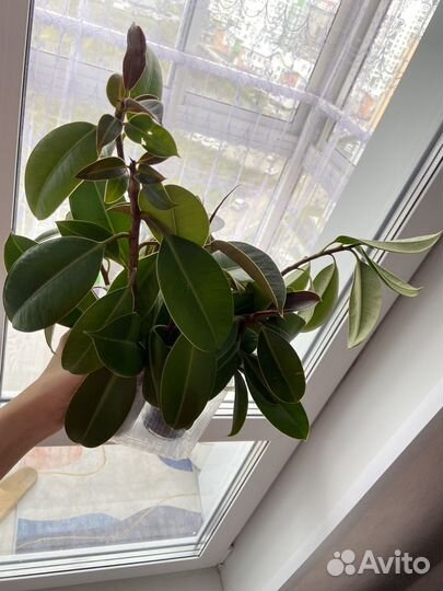 Фикус эластика