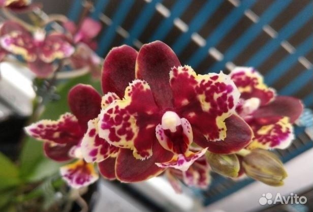 Фаленопсисы Азия - часть 2