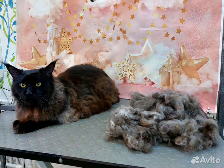 Вычес и стрижка мейкунов и других кошек