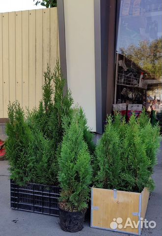 Туя западная Смарагд, туя Даника (шаровидная)