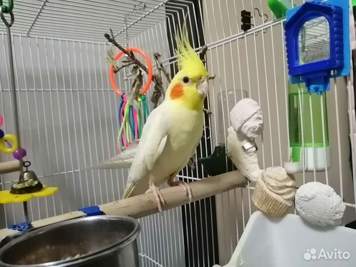 Попугай корелла с клеткой