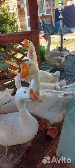 Гуси Линда 2 года