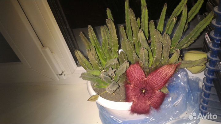 Домашние растения