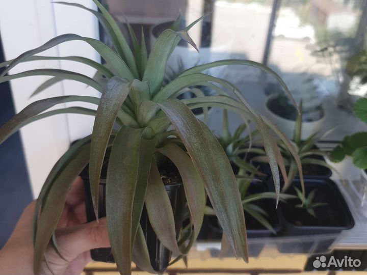 Ананас амиго