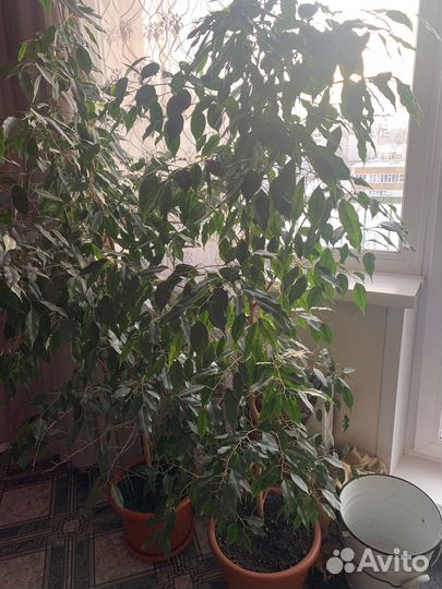 Продам растения