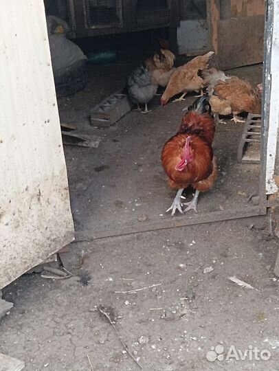 Инкубационное яйцо кур