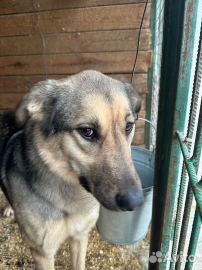 Собаке очень нужна семья