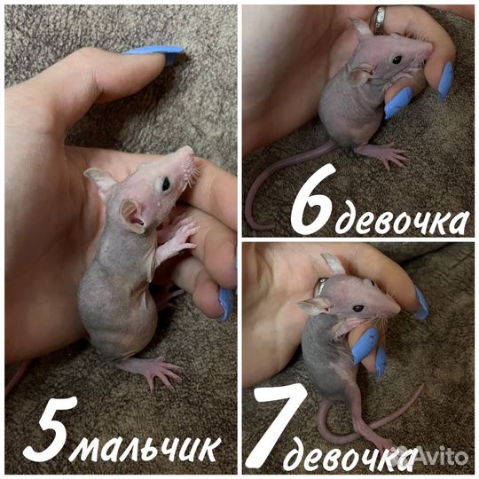 Крысята