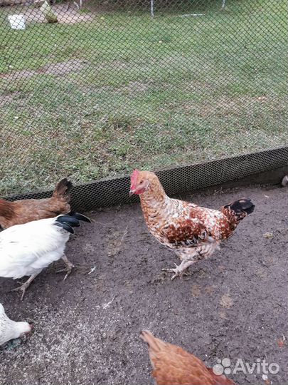 Молодые петухи