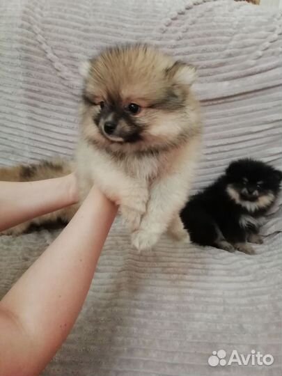 Немецкий шпиц