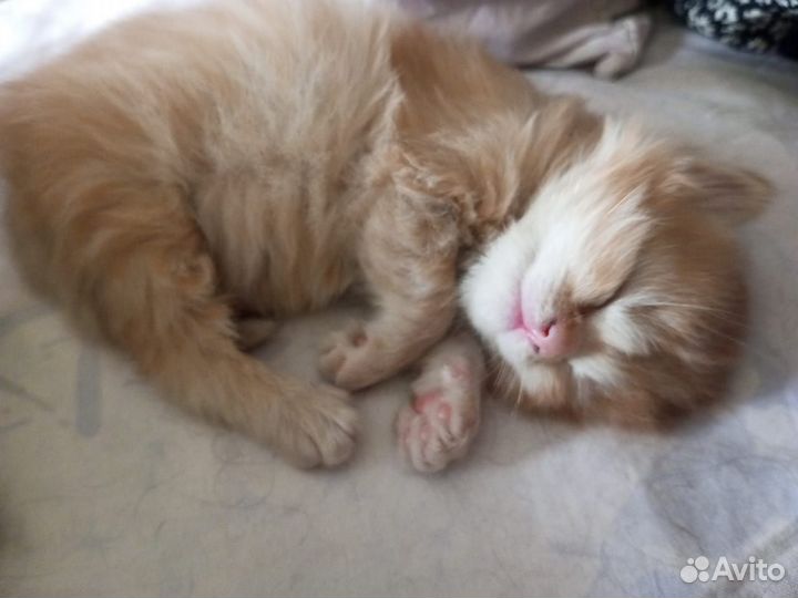 Котята в добрые руки даром