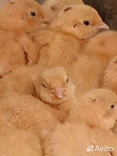 Радонежский перепел - инкубационное яйцо, перепела