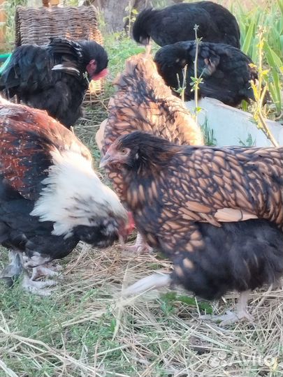 Инкубационное яйцо микс пород