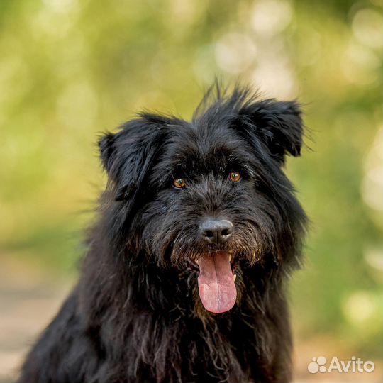 Метис Ризеншнауцер ищет дом