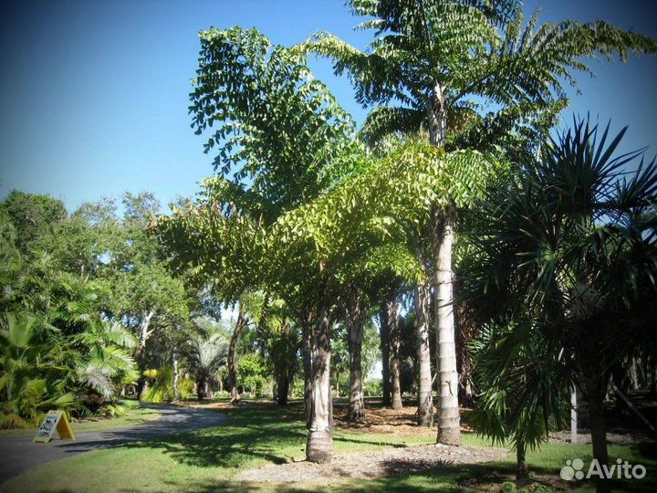 Caryota mitis dwarf / кариота митис (карликовая)