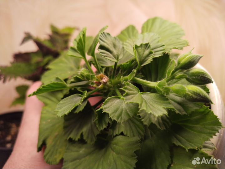 Герань пеларгония королевская