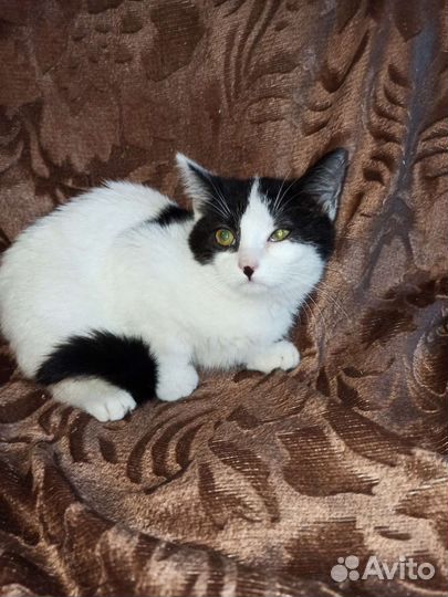 Кошка в дар