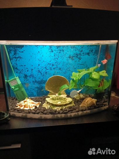 Аквариум