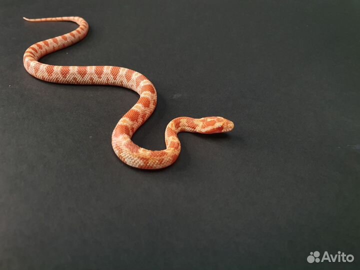 Маисовый полоз - самка 235